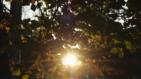 View of sun rays shine through foliage and traffic on a city road in background Video stock 291441864
