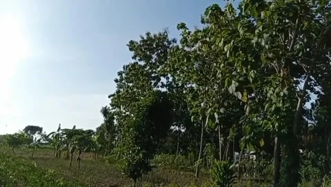 The view of the sun shining brightly in the blue sky with shady trees. Stock Footage 325204668