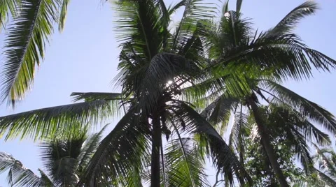 View of sun shining through big palm tree Stock Footage 65826705
