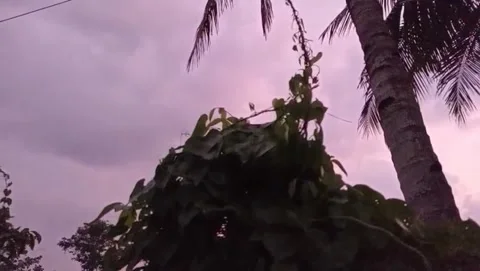 The view of the sun slowly setting behind the silhouette of the coconut trees. Stock Footage 327974891