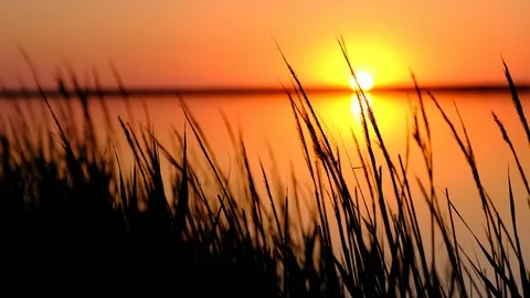 A view of sun, sunking into a bay behind the grass, stirring from the wind Video stock 91747207