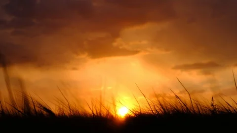 A view of sun, sunking into a field of wheat, stirring from the wind Video stock 91742479
