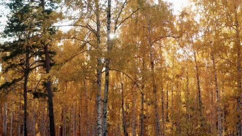 View of the sun through the bright yellow foliage of the autumn forest Stock-Footage 146489991