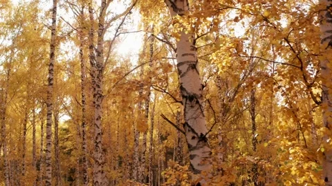 View of the sun through the bright yellow foliage of the autumn forest Video stock 146756315