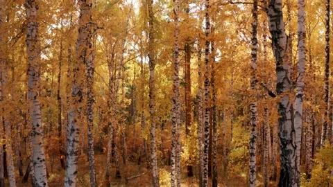 View of the sun through the bright yellow foliage of the autumn forest Vídeo Stock 146937643