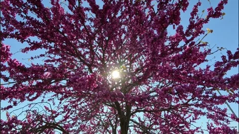 View of Sun through Eastern Redbud Tree Branches Stock Footage 307630086