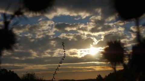 View Of Sun Through The Grass On The Field At Dawn Stock Footage 62742073