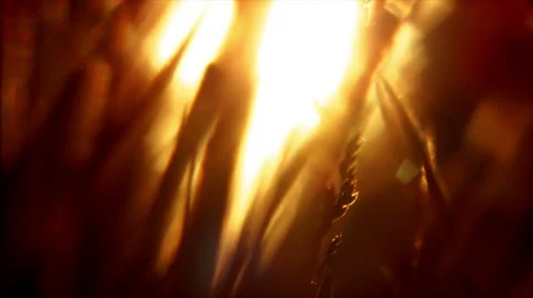 View of the sun through the grass 動画素材 6929901