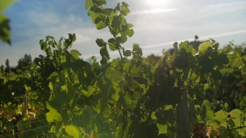 View of the sun through a vineyard Stock Footage 152145835