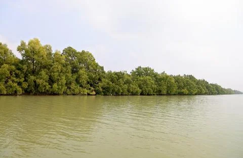 A view of The Sundarbans. Stock Photos