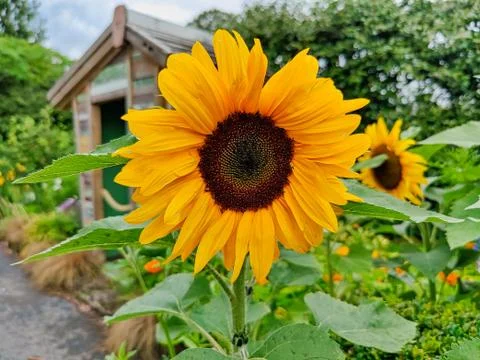 View of a sunflower bloom Stock Photos