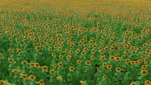 View of sunflower field. Cinematic view of sunflower field in season of Видео 336583989