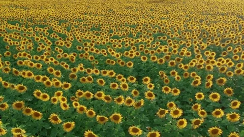 View of sunflower field. Cinematic view of sunflower field in season of Stockbeeldmateriaal 336584299