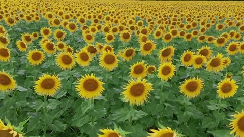 View of sunflower field. Cinematic view of sunflower field in season of Vídeo Stock 336584308