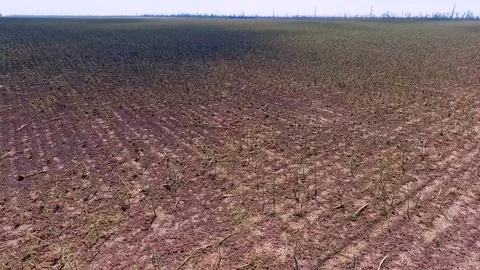 View of the sunflower field destroyed by a large hail m drought Stock Footage 93323281