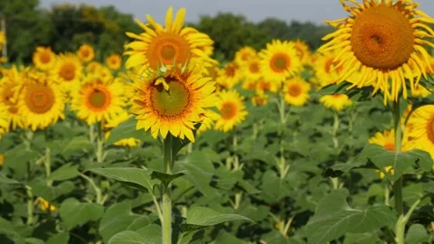 View of sunflower in field, Field view of sunflowers Vídeo Stock 156955591