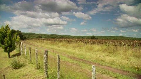 View of sunflower field Stock Footage 54591768