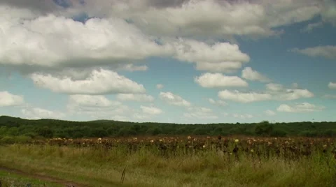 View of sunflower field Stock Footage 54591772