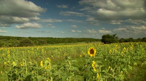 View of sunflower field Stock Footage 54591783