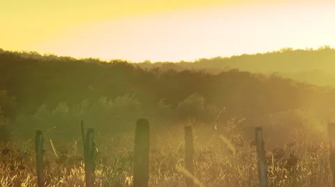 View of sunflower field Video stock 54591909