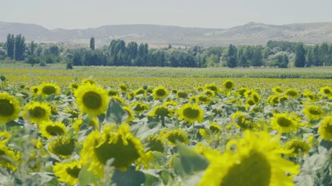 View of a sunflower field Vídeos de archivo 166691129