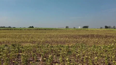 View of sunflower, sunflower field and clear sky in Lopburi, Thailand Stock Footage 231663140