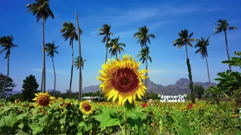 View of sunflower, sunflower field and clear sky in Lopburi, Thailand Stock Footage 231664055