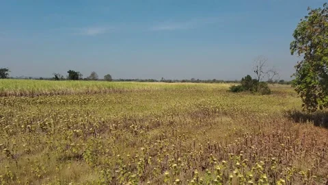 View of sunflower, sunflower field and clear sky in Lopburi, Thailand Stock Footage 231665962