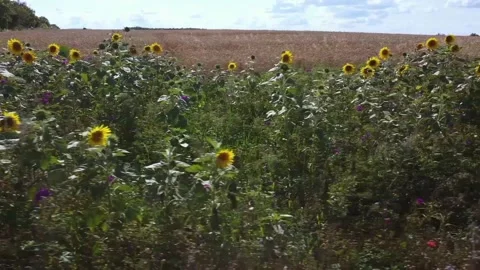 A view of sunflowers Stock Footage 234026536
