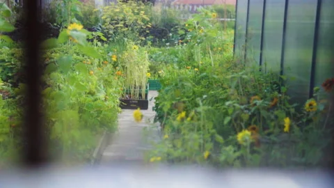 A View Of Sunflowers Swaying In The Wind Through A Window Stock Footage 221828008