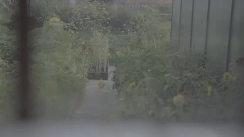 A View Of Sunflowers Swaying In The Wind Through A Window - No LUT Version Stock Footage 221828154