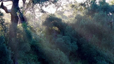 View of sunlight rays through Kruger National Park, South Africa. Stock Footage 335613121