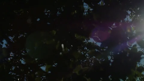 View of sunlight rays through trees and leaves Stock-Footage 90818315