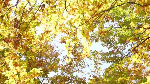 View of sunlight shine through foliage in trees woods. Stock Footage 254064264