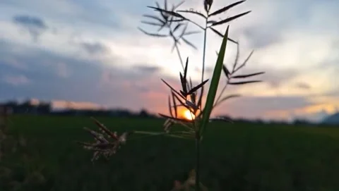 View sunlight shines through the stems of weeds. Видео 330945131