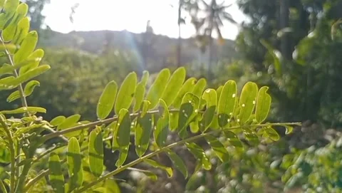 The view of sunlight shining through the fresh green leaves. Stock Footage 325792659