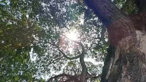 The view of sunlight shining through the green leaves. Stock Footage 327530036