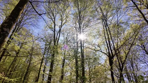 View of sunlight through green tree canopy in Hyssna, Sweden. Stock Footage 335608086