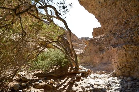 View from the sunlit cave. A dry tree grows near the entrance Stock Photos