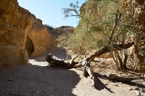 View from the sunlit cave. A dry tree grows near the entrance Stock Photos