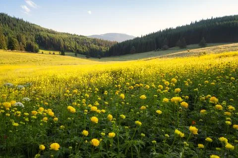 View of a sunlit mountain meadow overgrown with yellow wild peonies Stock Photos