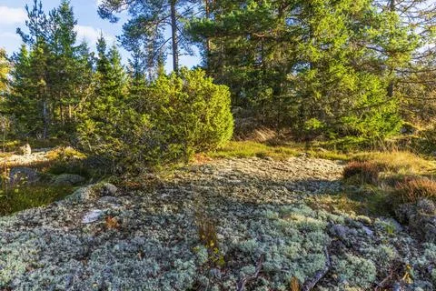 View of sunlit pine and spruce forest with juniper shrubs and lichen-covered Stock Photos