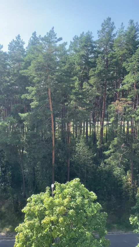 A view of a sunlit pine forest from above, with a green canopy of trees Stock-Footage 334628577