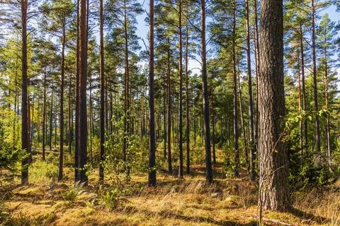 View of sunlit pine forest with tall trunks, moss, ferns and dry autumn grass. Stock Photos
