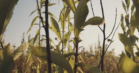 View on a sunny dry field through the branches, hot summer day, rural scene Stock Footage 145790639