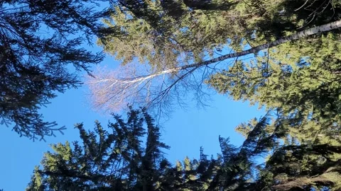 View of the sunny sky in the forest. Tree branches and sky. Vertical 4k video Stock-Footage 172096426