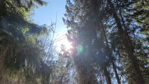 View of the sunny sky in the forest. Tree branches and sun. Stock-Footage 172096427