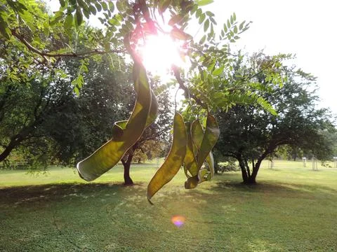 View of the sun's rays through the trees Foto stock