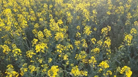 View of the sunset and windmills from the rapeseed field Video stock 307236344