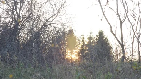View of sunset in autumn forest and focus change to a lone birch leaf Video stock 81429835